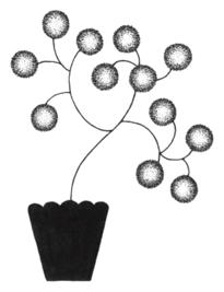 Plante ponpon