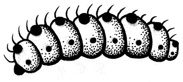 Chenille poilue