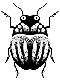Petit insectoïde