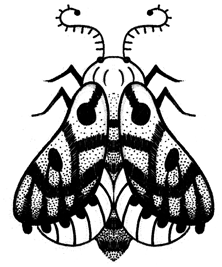 Papillon de nuit