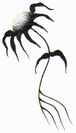 Immortelle